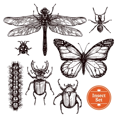 Images set of different insects from ant to butterfly in hand drawn sketch style isolated vector illustration