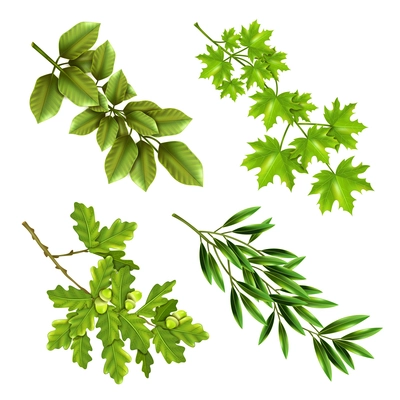 Realistic collection of green branches of deciduous trees with oak maple olive leaves isolated vector illustration