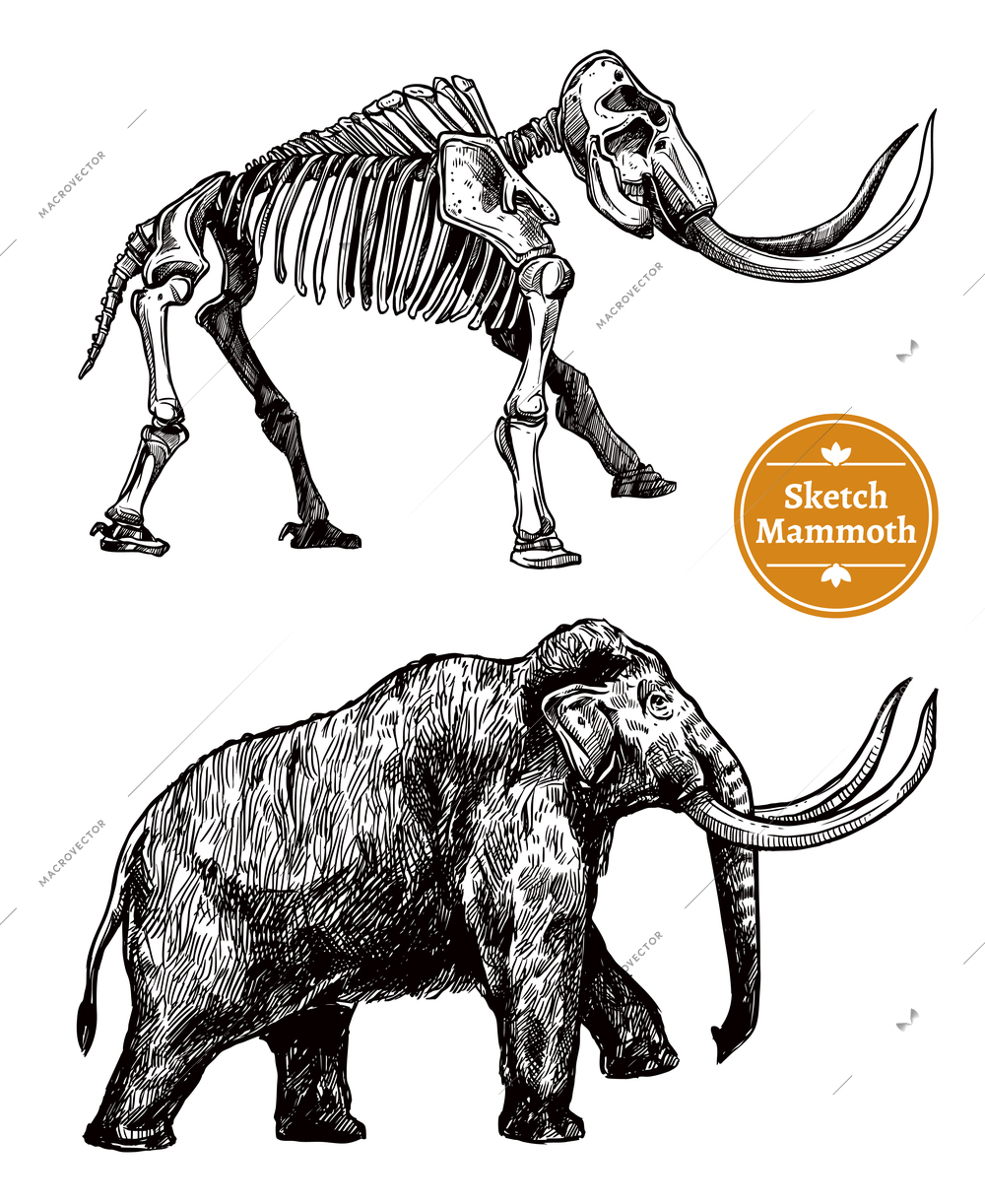 Black and white sketch hand drawn mammoth and its skeleton on white background isolated vector illustration