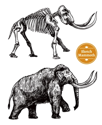 Black and white sketch hand drawn mammoth and its skeleton on white background isolated vector illustration