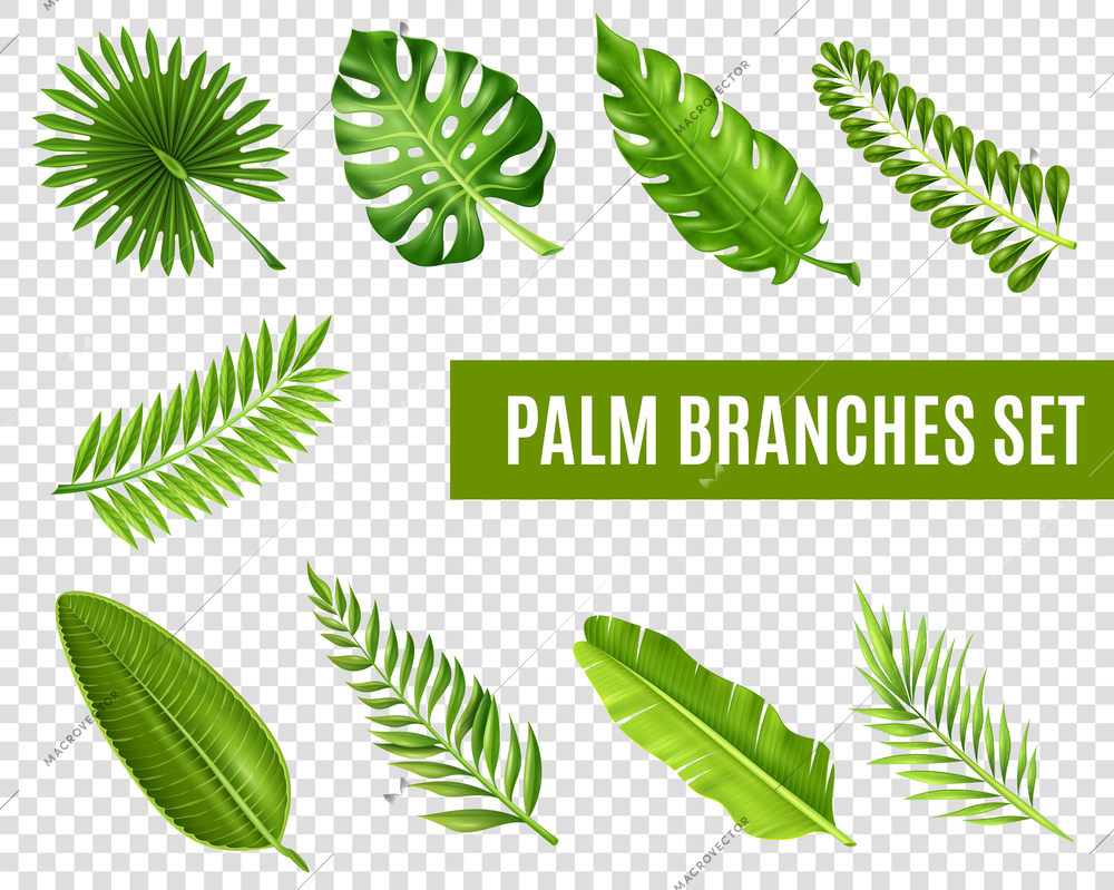 Tropical palm tree branches realistic transparent set isolated vector illustration