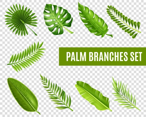 Tropical palm tree branches realistic transparent set isolated vector illustration