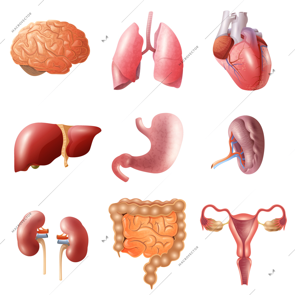 Different flat human organs set with brain heart lungs stomach bowels kidneys isolated on white background vector illustration