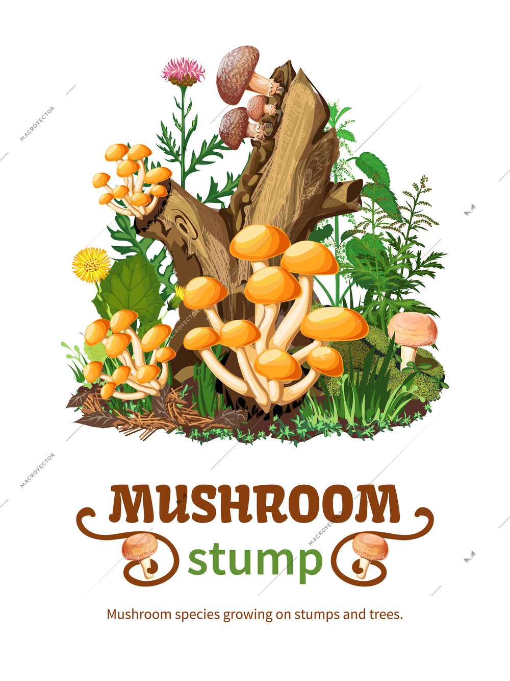 Vector illustration of wild mushroom species growing on stumps and trees with honey fungus shiitake and forest flowers in cartoon style