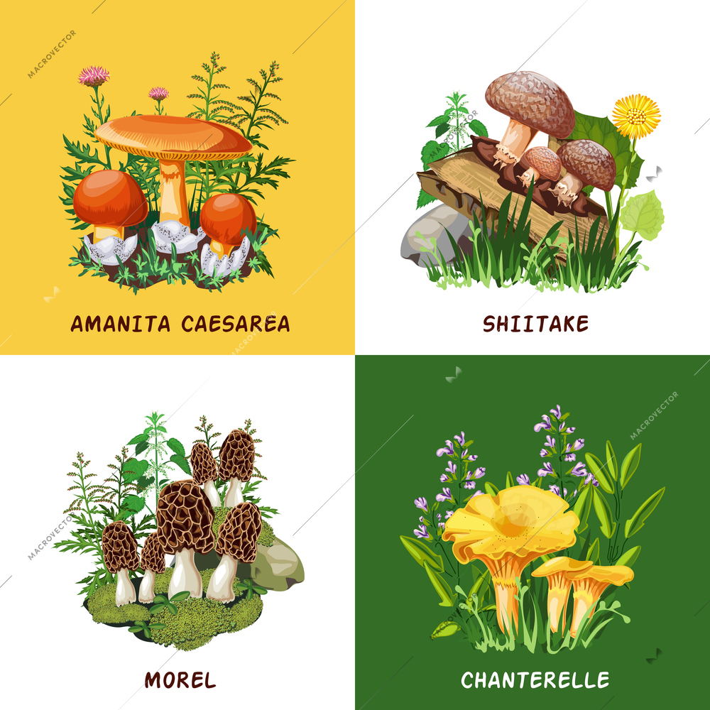 Wild mushrooms 2x2 design concept set of shiitake chanterelle morel and amanita caesarea  compositions flat vector illustration