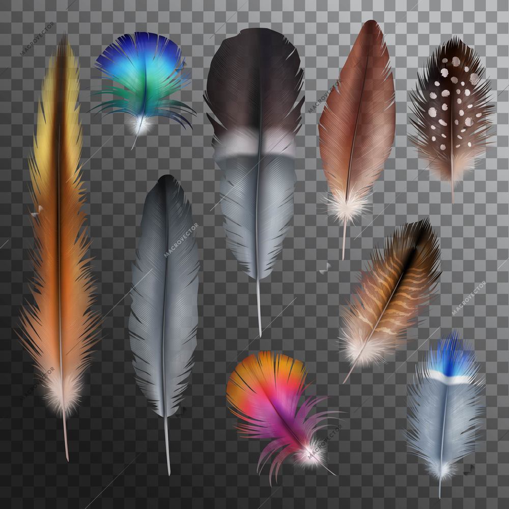 Realistic set with small and big multicolored bird feathers isolated on transparent background vector illustration
