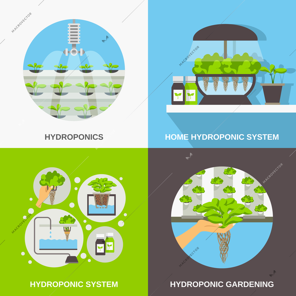 Color flat composition 2x2 depicting hydroponic system gardering vector illustration