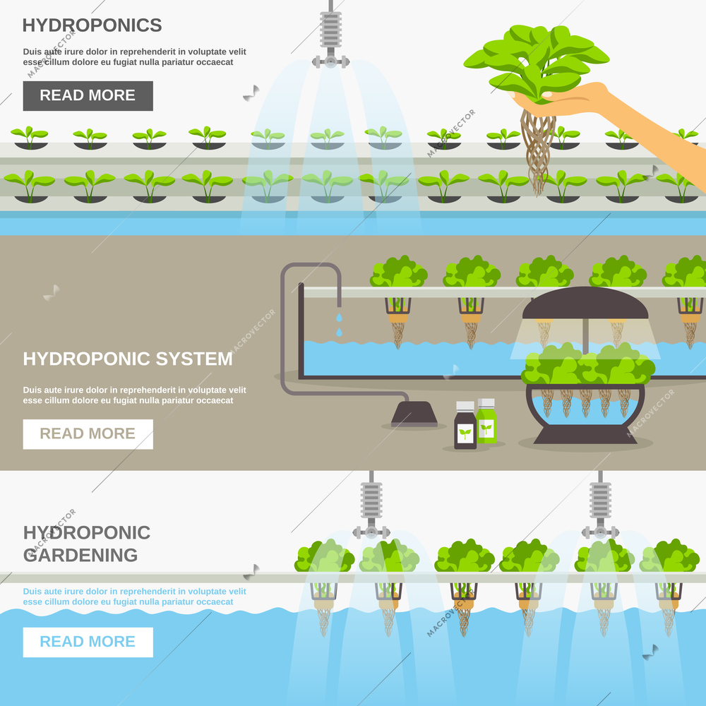 Color flat horizontal banners about hydroponic system gardering with text field vector illustration