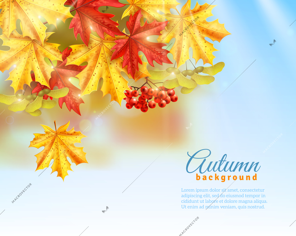 Light blue background with light effects shadows and colorful autumn leaves and rowan flat vector illustration