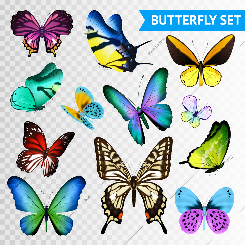 Small and big multicolored butterflies set isolated on transparent background flat vector illustration