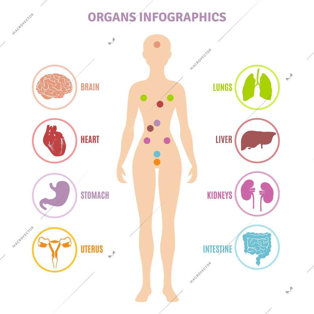 Human anatomy internal organs shown on female person silhouette infographics flat vector illustration