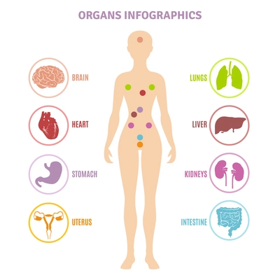 Human anatomy internal organs shown on female person silhouette infographics flat vector illustration