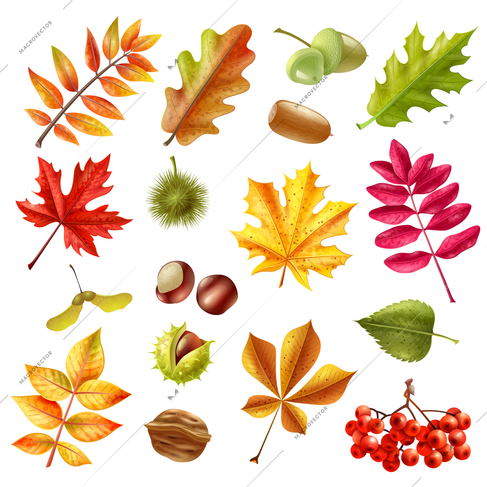 Beautiful colorful autumn leaves from different trees chestnut ashberries and acorn set isolated on white background flat vector illustration