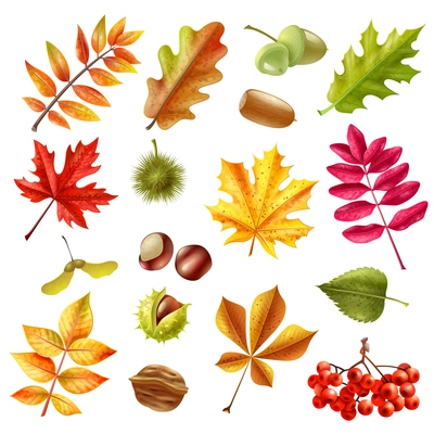 Beautiful colorful autumn leaves from different trees chestnut ashberries and acorn set isolated on white background flat vector illustration