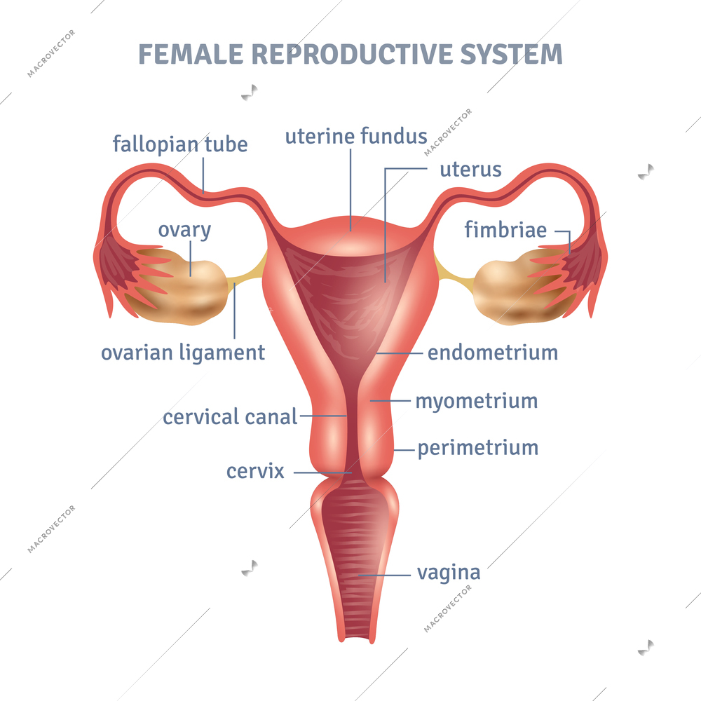 Uterus medical poster with female reproductive system scheme on white background flat vector illustration