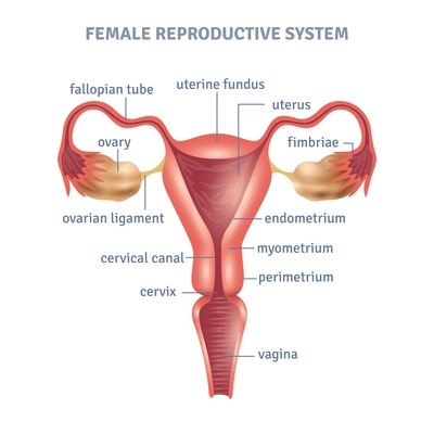 Uterus medical poster with female reproductive system scheme on white background flat vector illustration