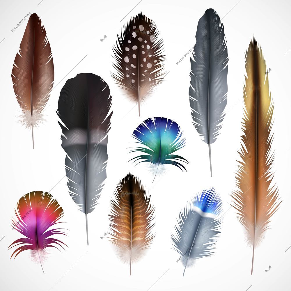 Beautiful colorful small and big bird realistic feathers set isolated on white background vector illustration