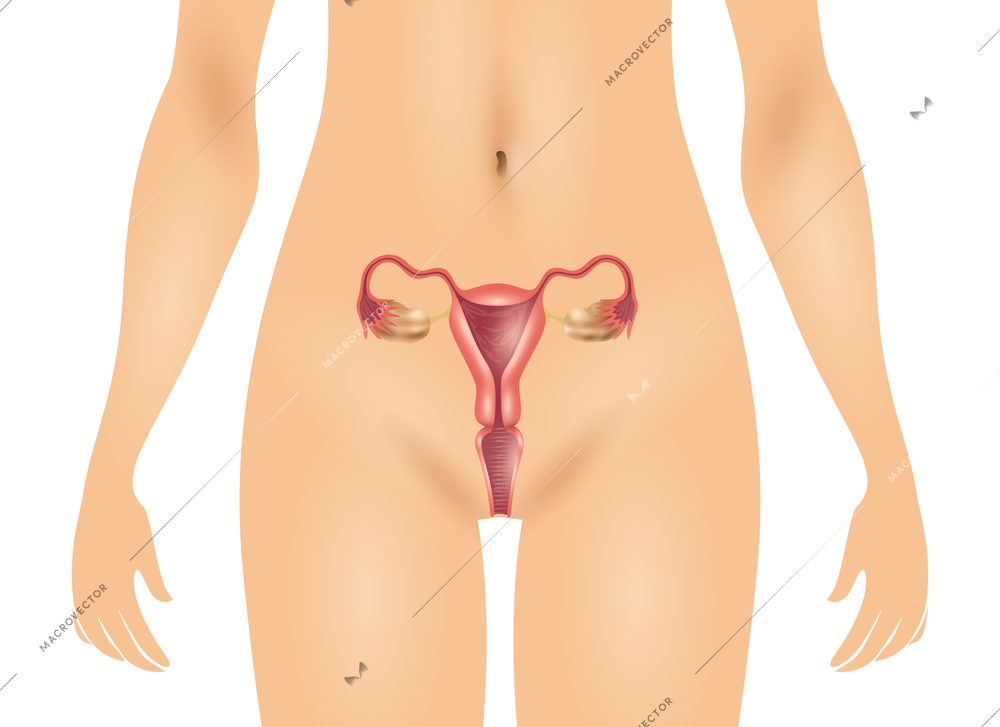 Flat design female body and uterus on white background vector illustration