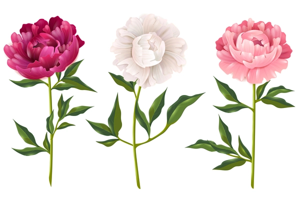 Pink and white peonies realistic set for decoration isolated vector illustration