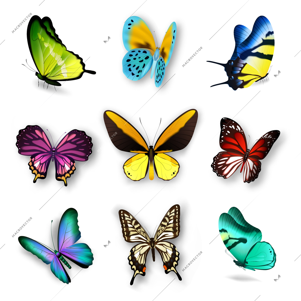 Realistic set with various colorful butterflies isolated on white background vector illustration