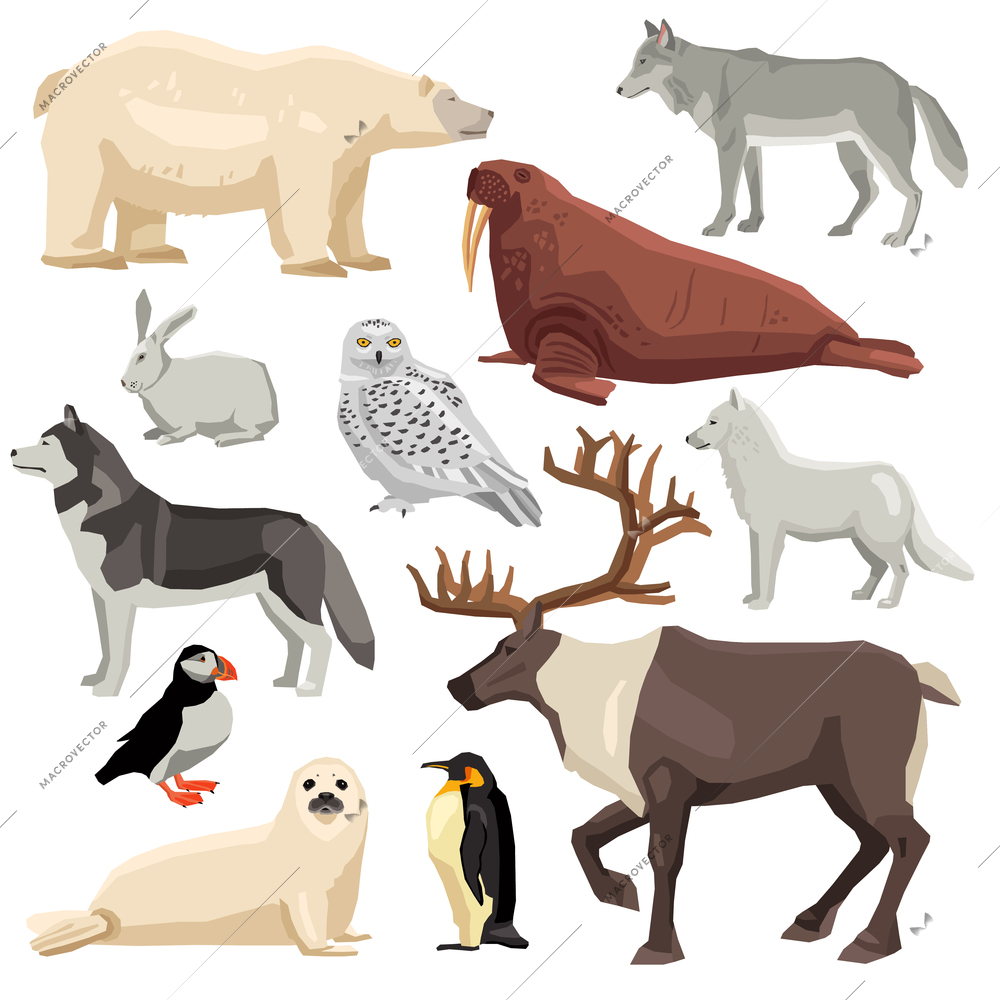 DIfferent flat polar animals and birds set isolated on white background vector illustration