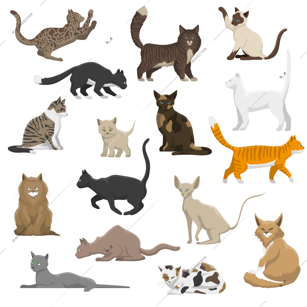 Domestic popular and rare exotic cat breeds flat icons collection with persian and maine coon isolated vector illustration