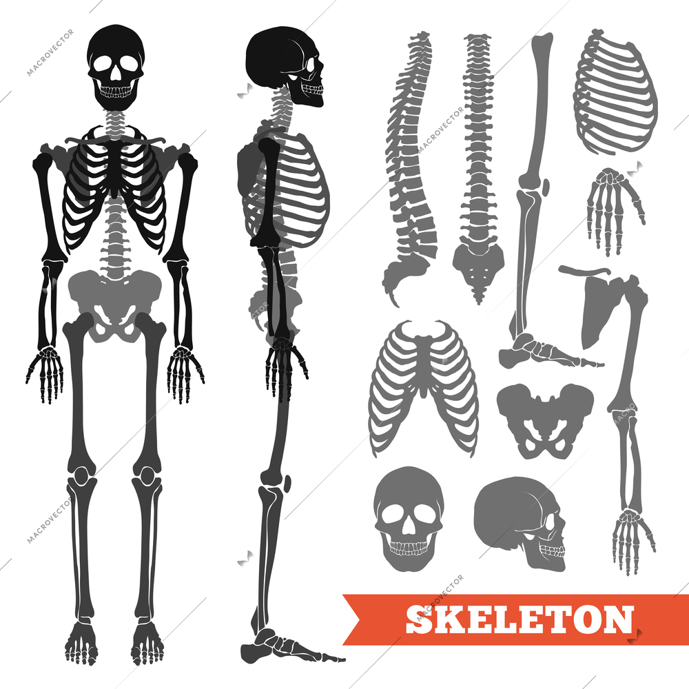 Human anatomy flat monochrome set with skeletons and single bones isolated on white background vector illustration