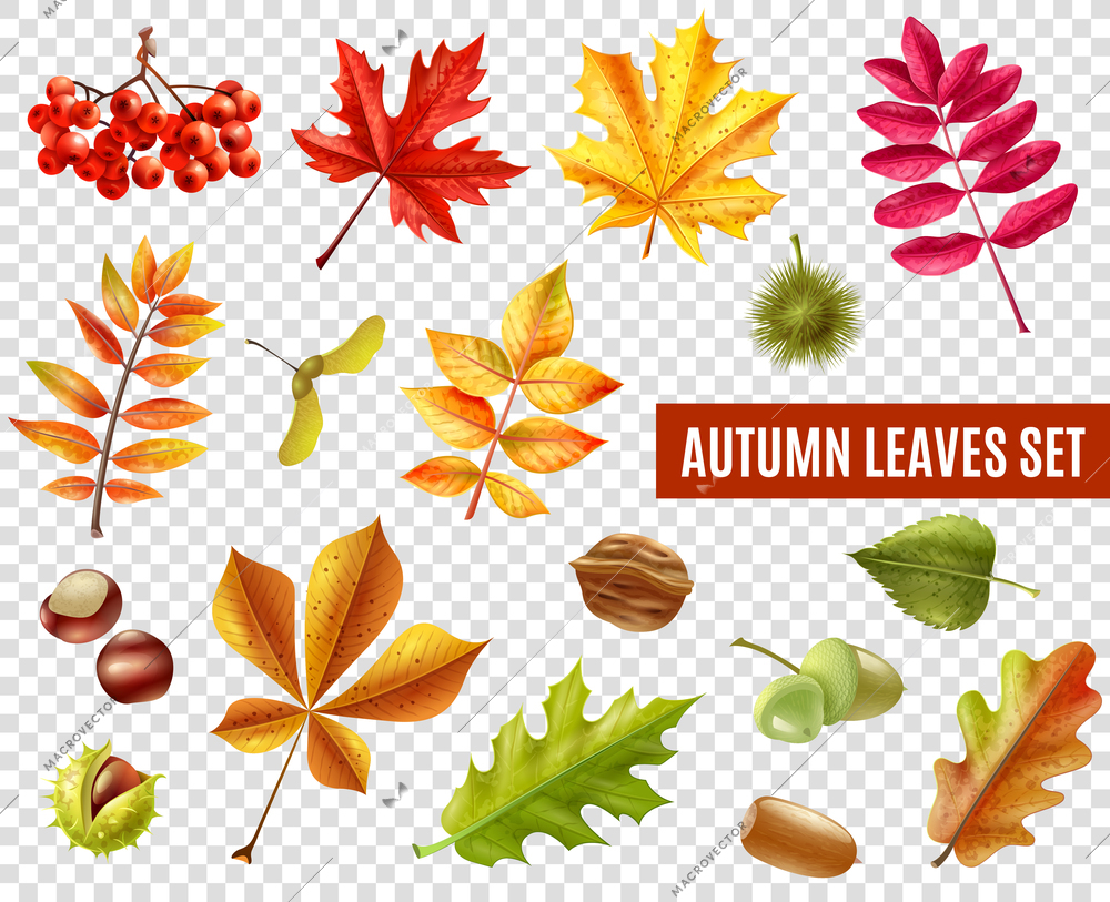 Colorful autumn leaves from different trees chestnuts rowan and acorns isolated on transparent background flat vector illustration