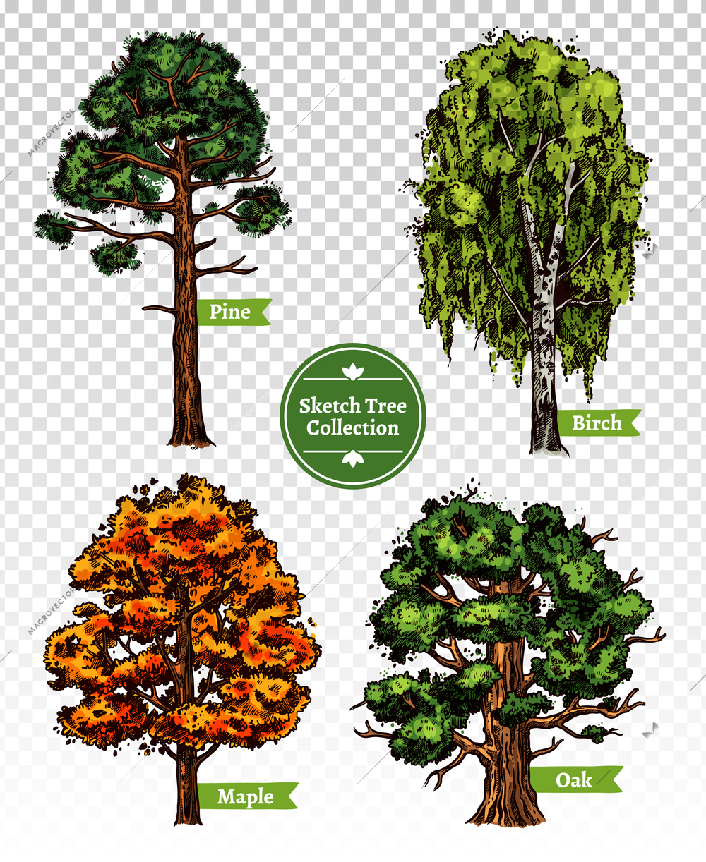 Four colorful deciduous sketch trees set with maple oak birch and pine isolated on transparent background doodle vector illustration