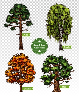 Four colorful deciduous sketch trees set with maple oak birch and pine isolated on transparent background doodle vector illustration