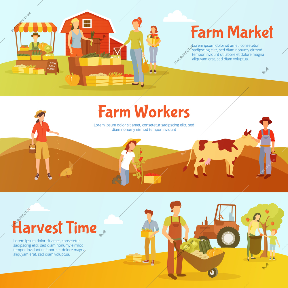 Flat design harvest time horizontal banners with farm market workers and cattle isolated vector illustration