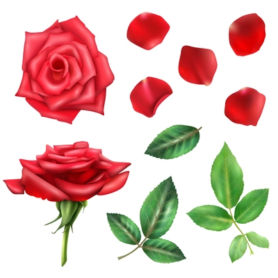 Beautiful blooming red rose flower petals and leaves realistic set isolated on white background vector illustration