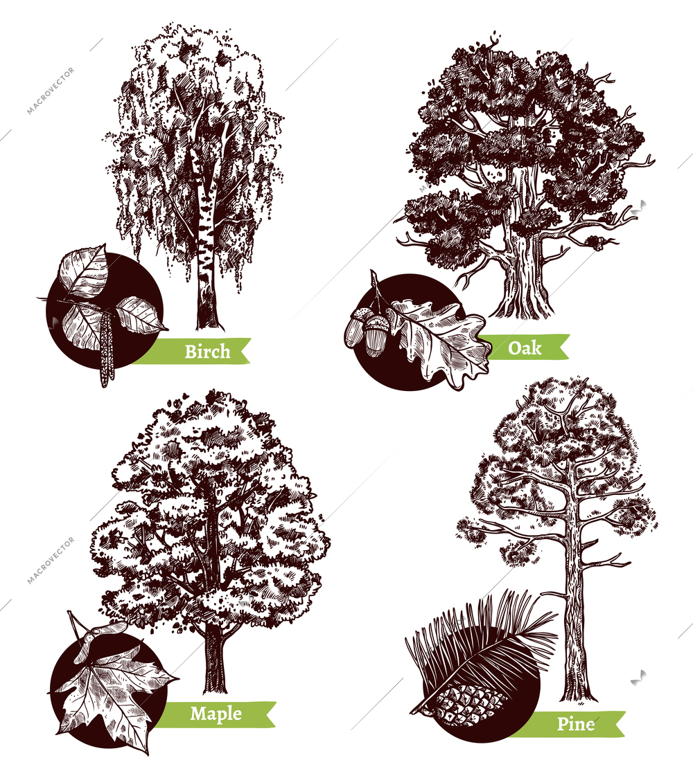 Four various sketch deciduous trees and leaves design concept isolated on white background hand drawn vector illustration