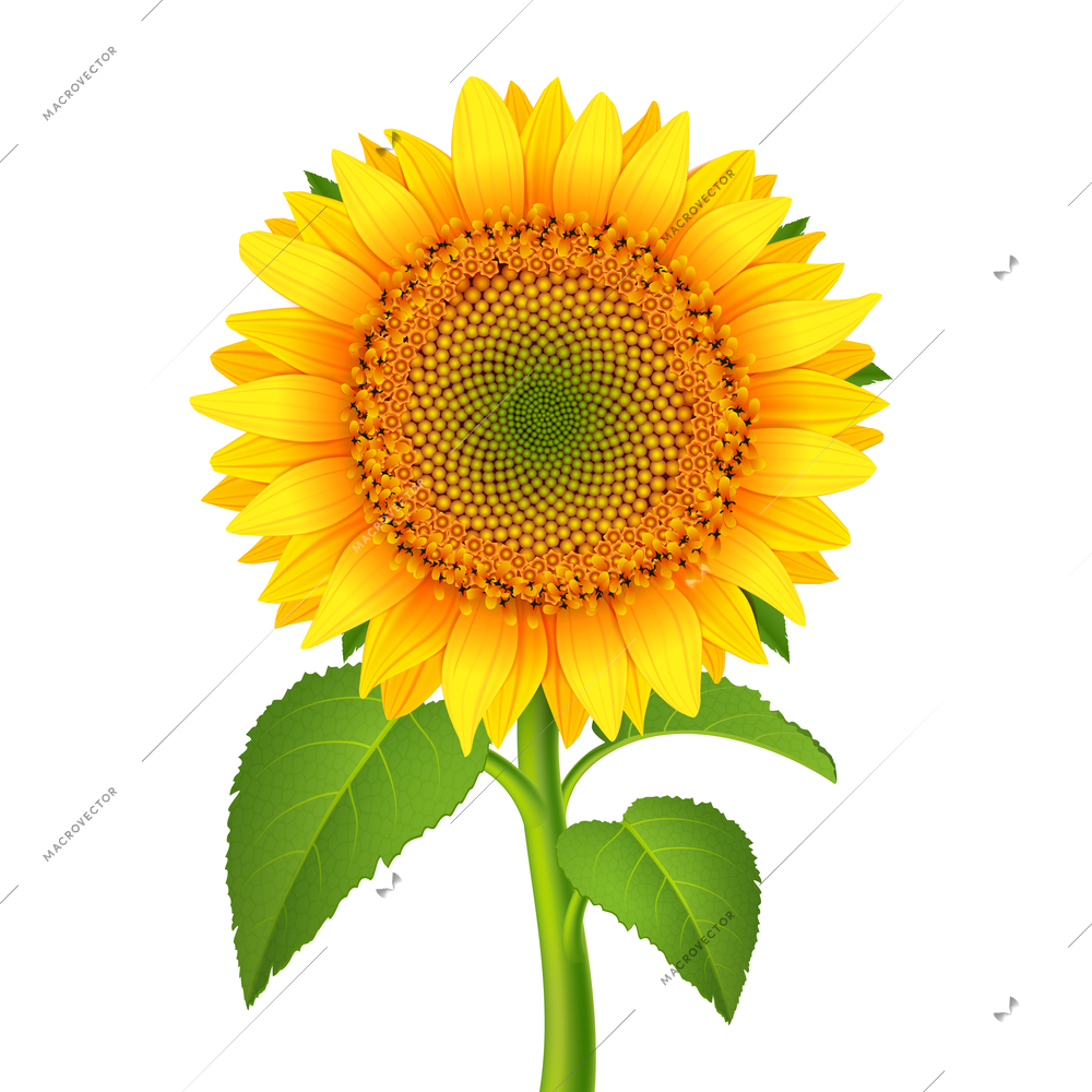 Sunflower with pedicle isolated on white vector illustration