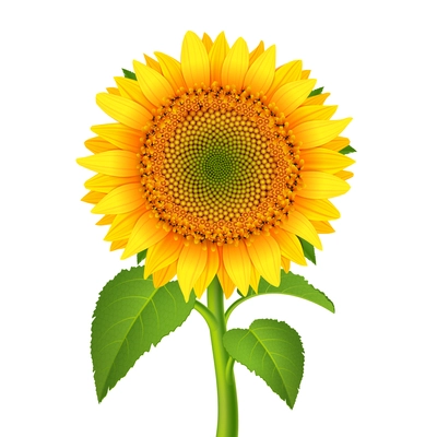 Sunflower with pedicle isolated on white vector illustration