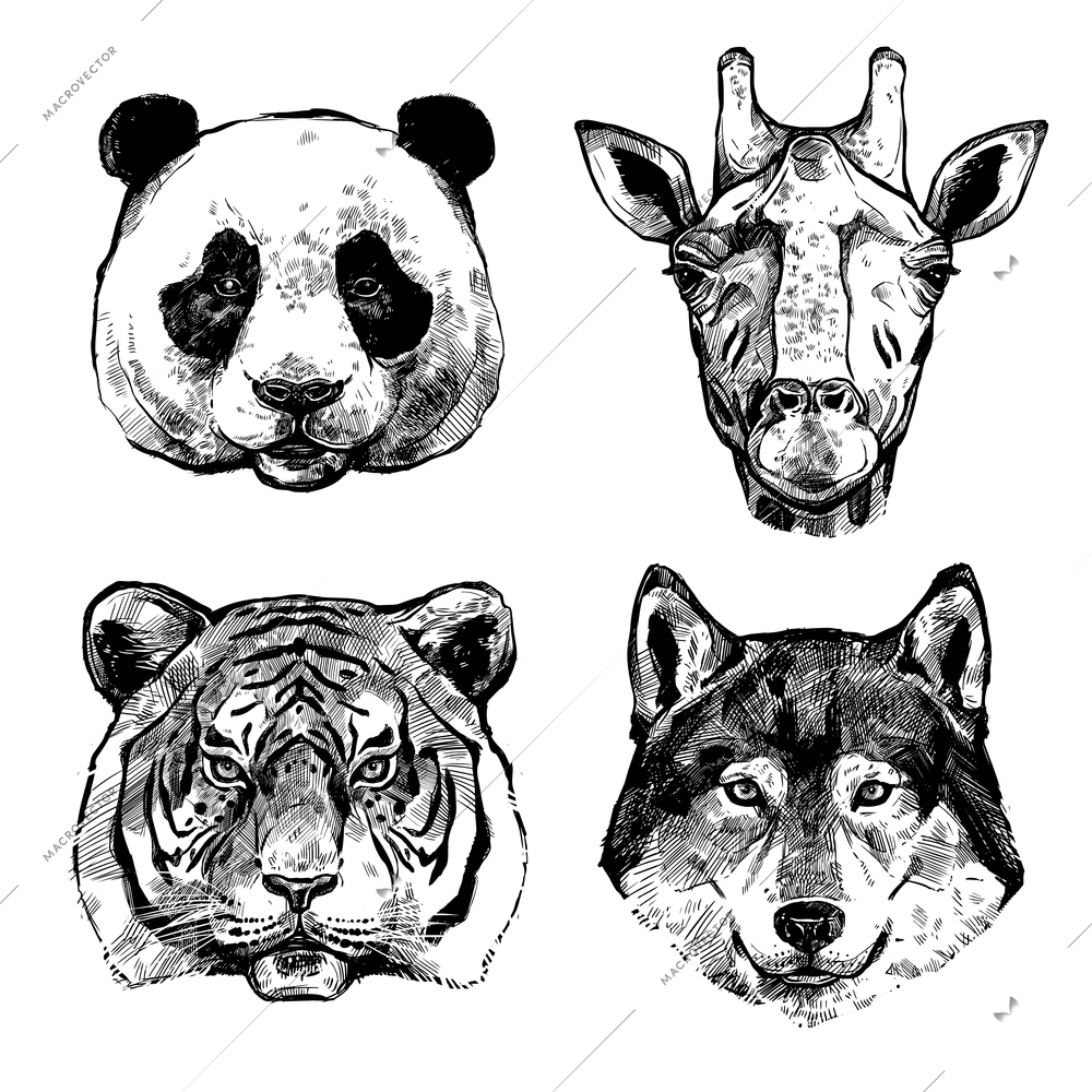 Black and white hand drawn animals portraits of panda giraffe tiger and wolf isolated vector illustration
