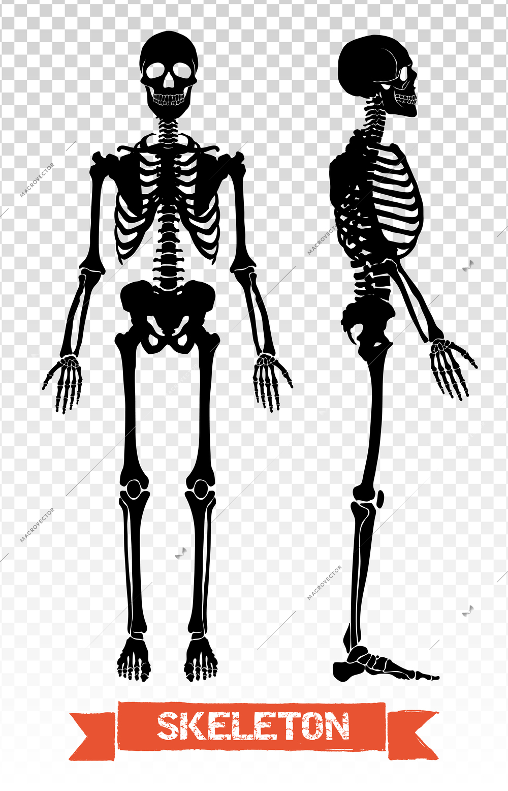 Two black human skeleton silhouettes front and side view isolated on transparent background flat vector illustration