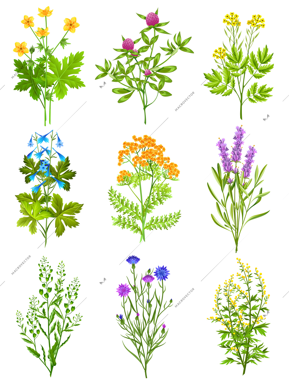 Collection of wild herbs isolated colored decorative elements on white background with tansy chicory sage clover vector illustration