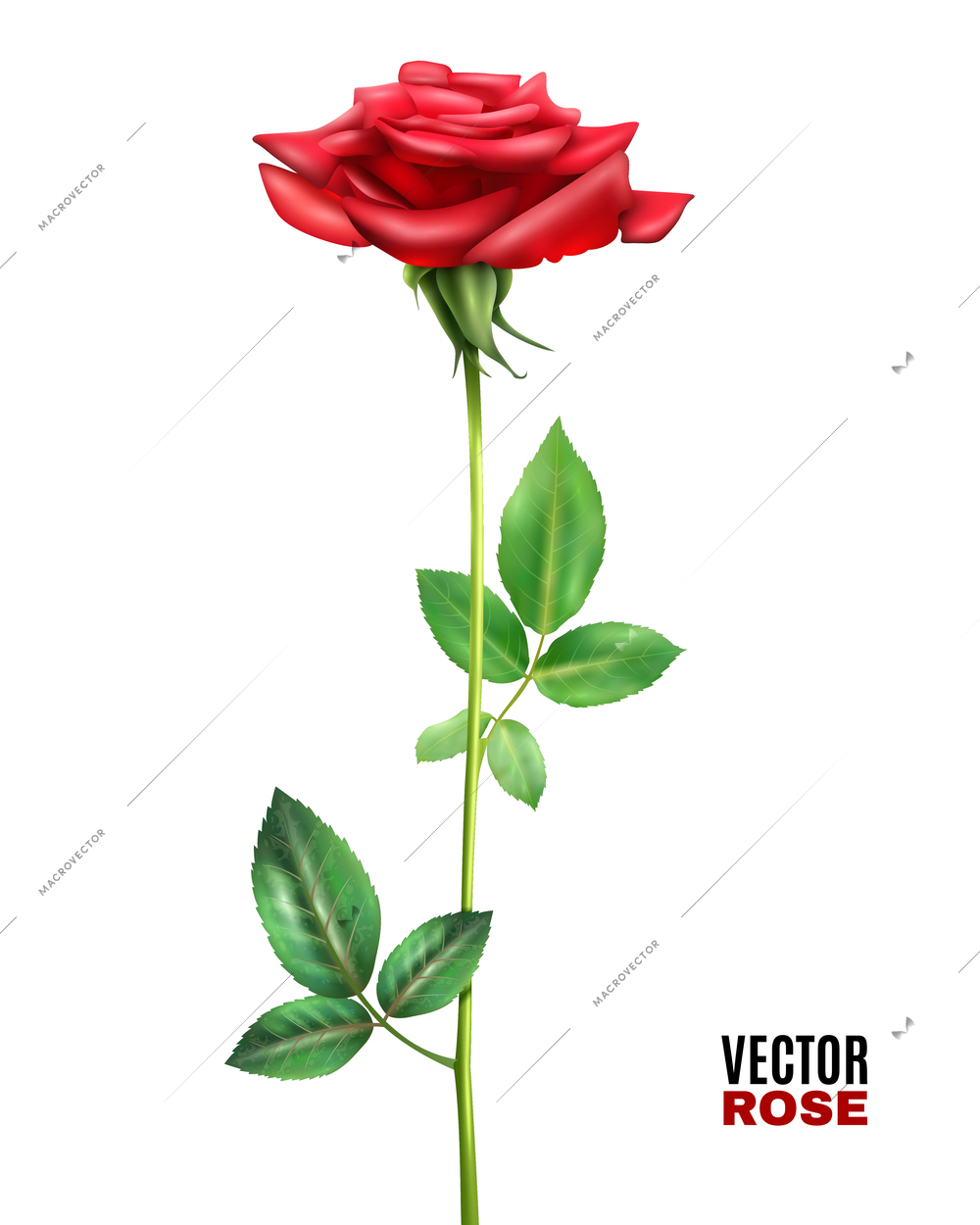 Beautiful blooming red rose flower with stalk and green leaves on white background realistic vector illustration