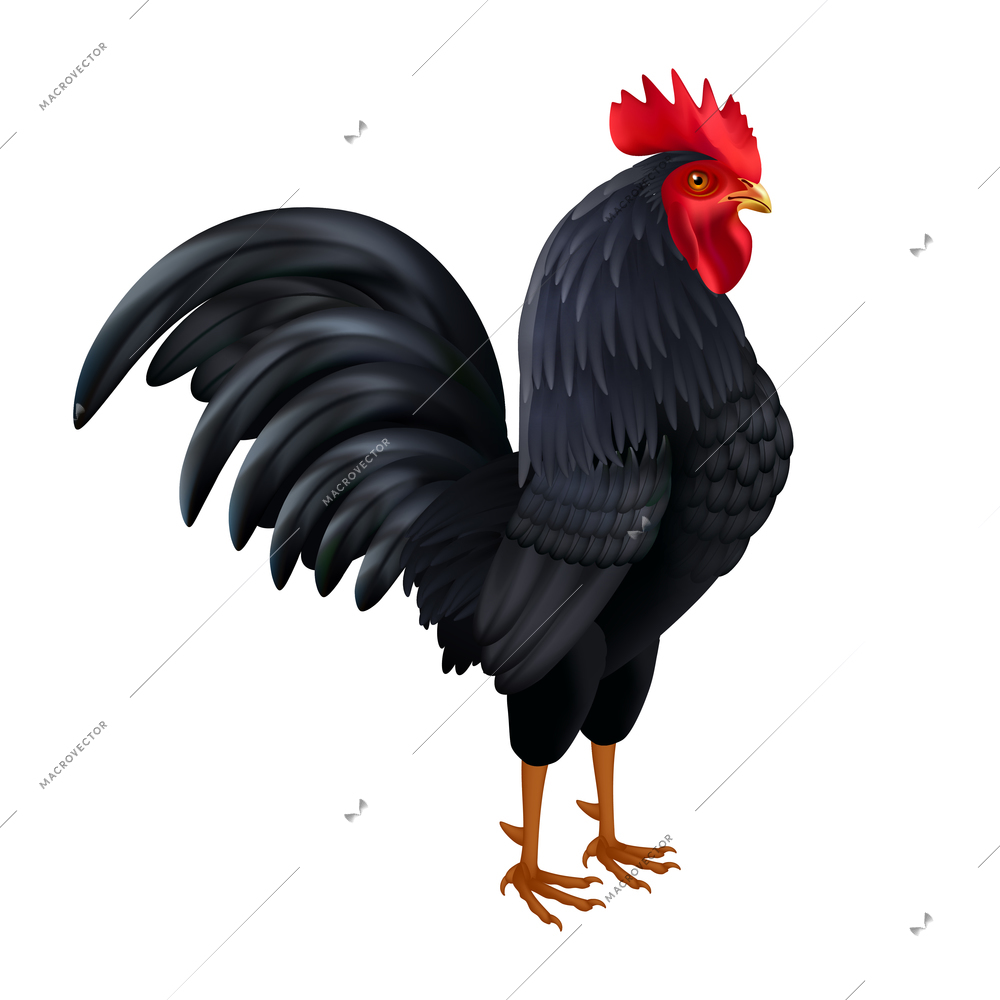 Beautiful black rooster breed chicken realistic isolated side view image on white background vector illustration