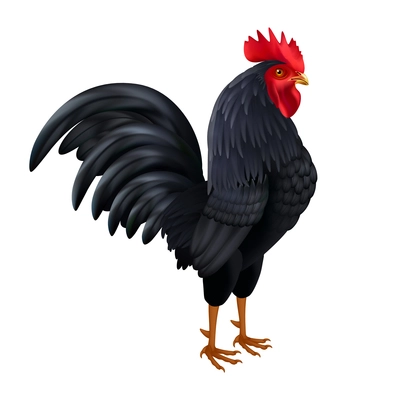 Beautiful black rooster breed chicken realistic isolated side view image on white background vector illustration