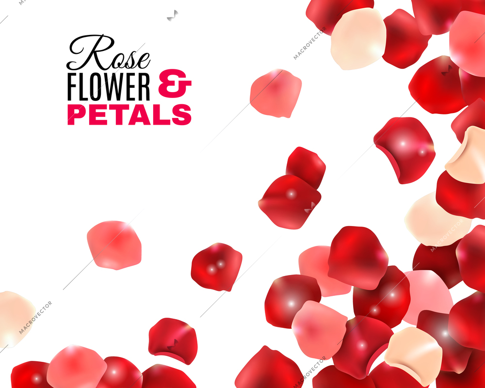 Flat red and pink rose flower petals with light effects on white background vector illustration