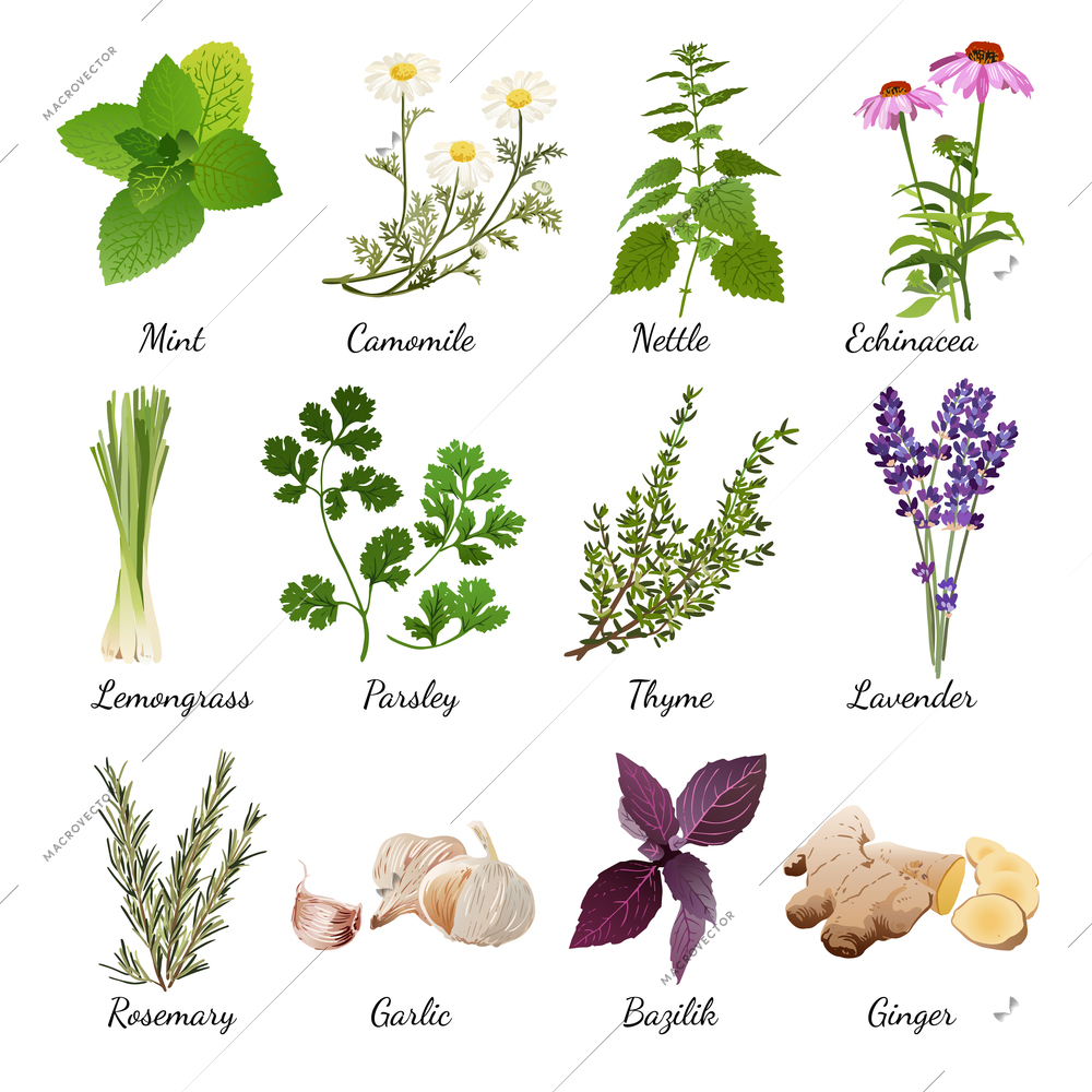 Set with organic herbs objects and wildflowers elements isolated vector illustration