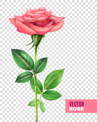 Realistic tender blooming pink rose with beautiful petals and green stalk and leaves on transparent background vector illustration