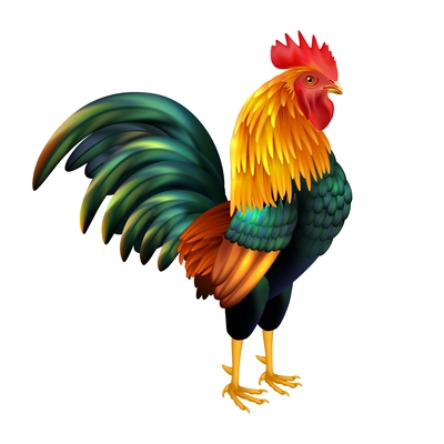 Colorful realistic rooster as symbol of 2017 Chinese New Year on white background isolated vector illustration