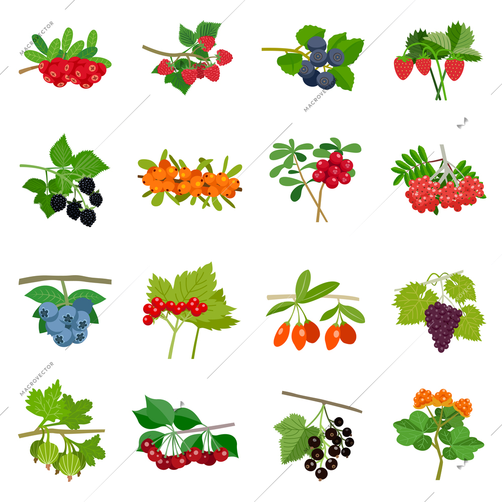 Colorful berries icons set of different kinds in flat style isolated vector illustration