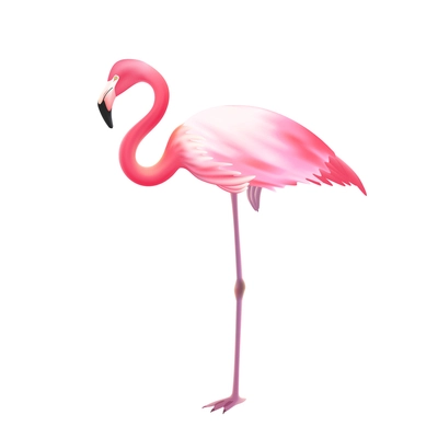 Pink elegant flamingo bird standing on one leg against white background realistic isolated image icon illustration vector