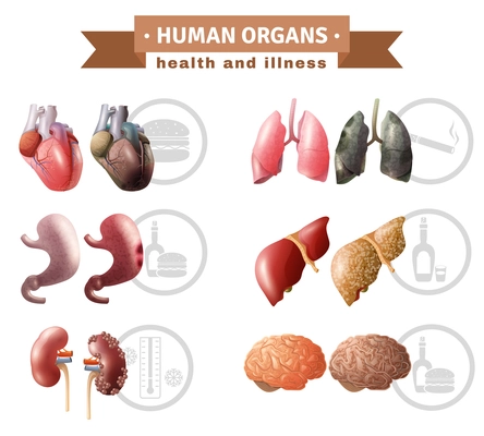 Human organs health risk factors icons composition medical poster with hart liver brain and lungs educative vector illustration