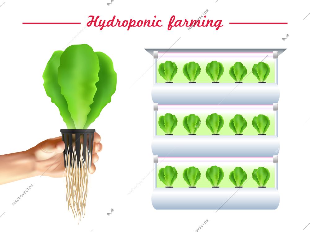 Hydroponics system poster with green plant bed and hand with seedlings on white background vector illustration