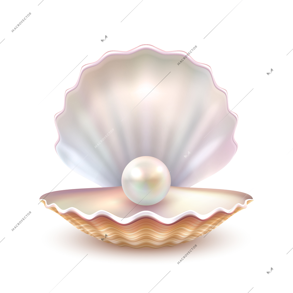 Finest quality beautiful natural open pearl shell close up realistic single valuable object image vector illustration